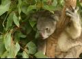 Lone Pine Koala Sanctuary - MyDriveHoliday